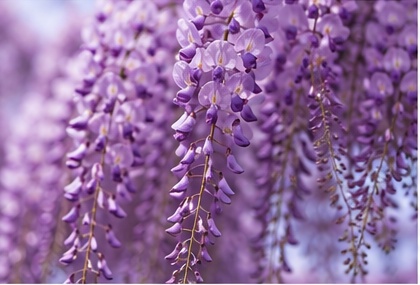 藤の花